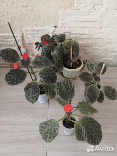 Комнатные растения цветы и в школу