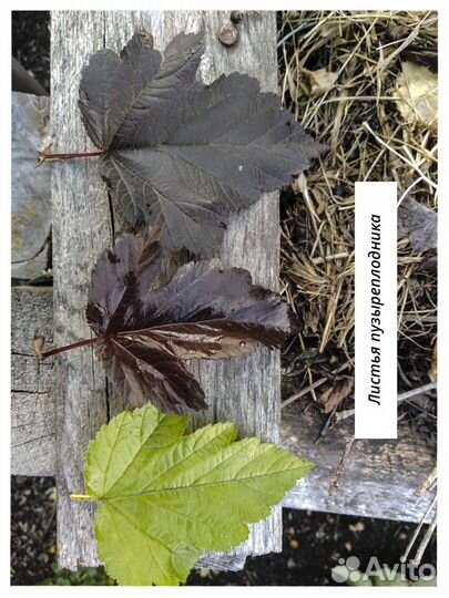 Садовые растения