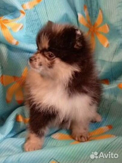 Померанский шпиц