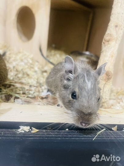 Чилийская белка дегу