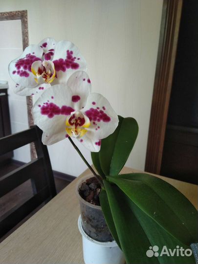 Орхидея фаленопсис редкие сорта