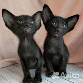 Ориентальные котик и кошечка черного окраса