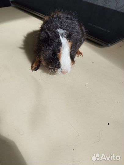 Морские свинки