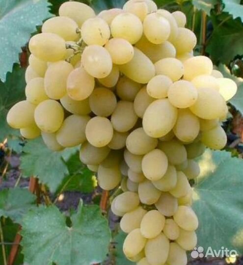 Виноград