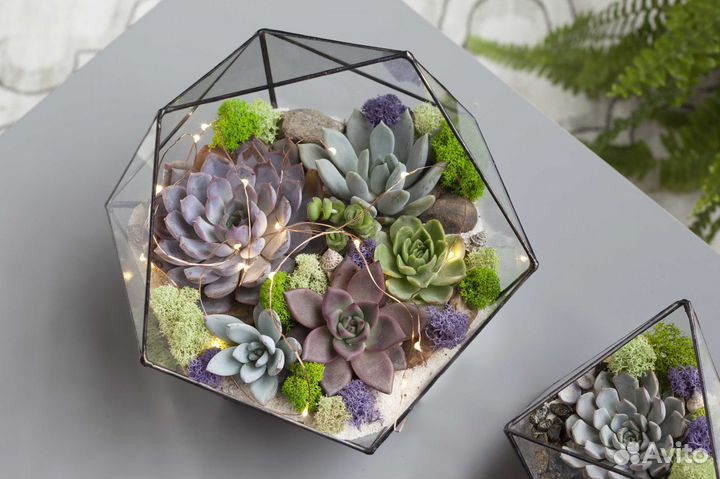 Флорариумы с суккулентами студии Glass & Grass