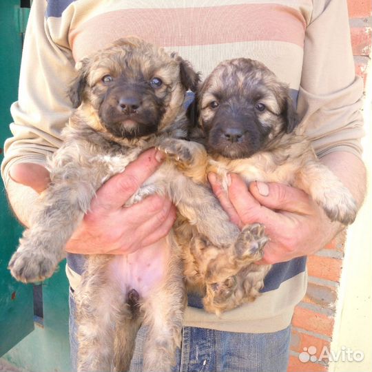 Щеночки в добрые руки