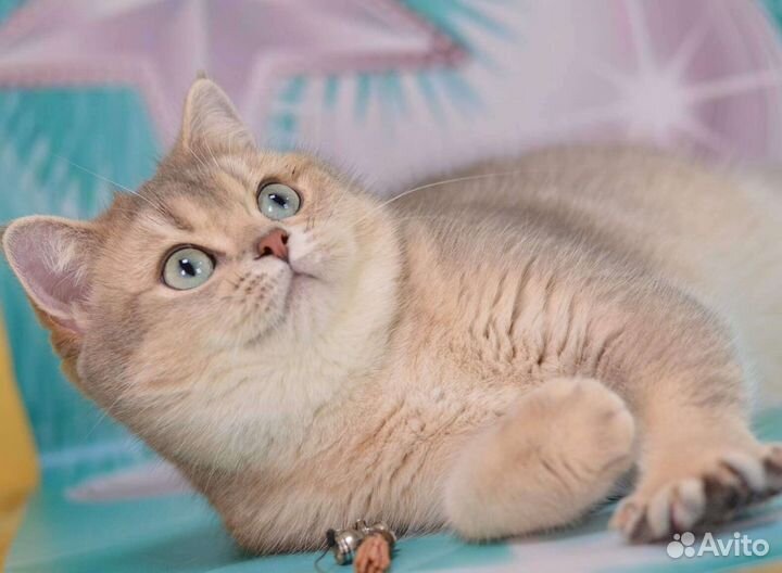 Голубое золото