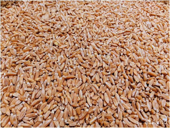 Пшеница, урожай 2023г, 2 класс