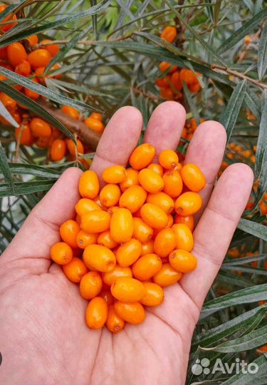 Облепиха домашняя