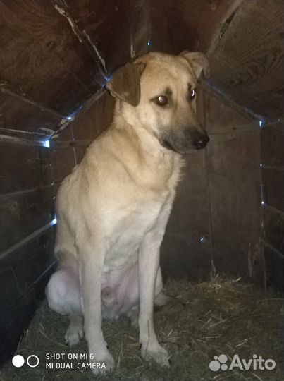 В добрые руки