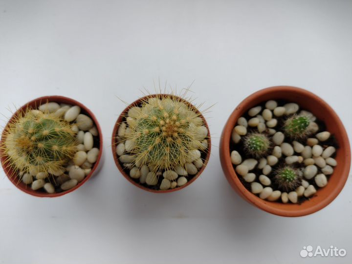 Кактусы и суккуленты