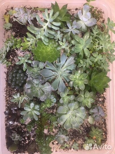 Суккуленты