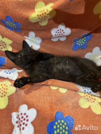 Котята сладкие булочки ищут дом