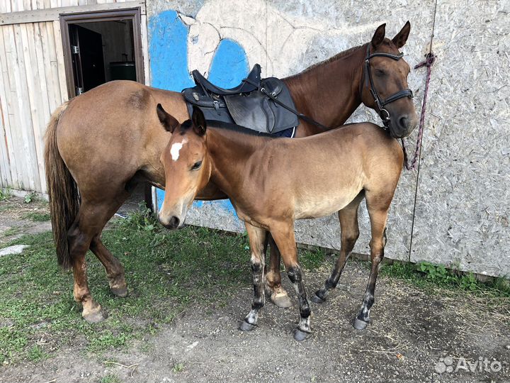 Конные прогулки, занятия