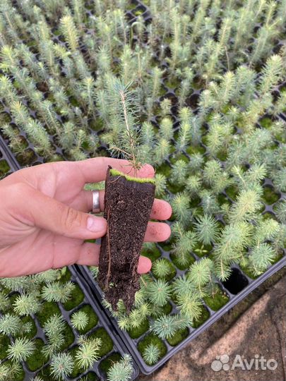 Сеянцы ели зкс