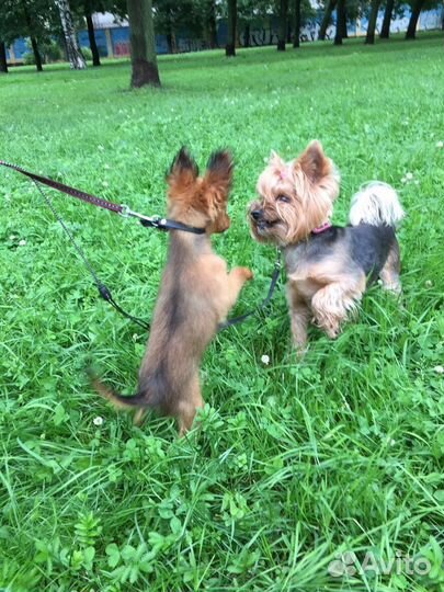 Размещение собак, дрессировка