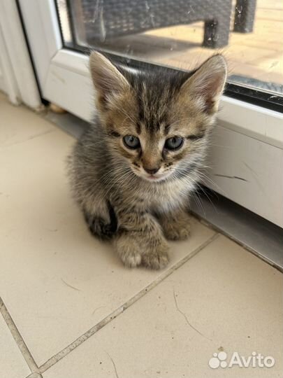 Отдам в добрые руки котят