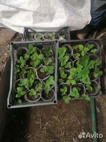 Рассада клубники