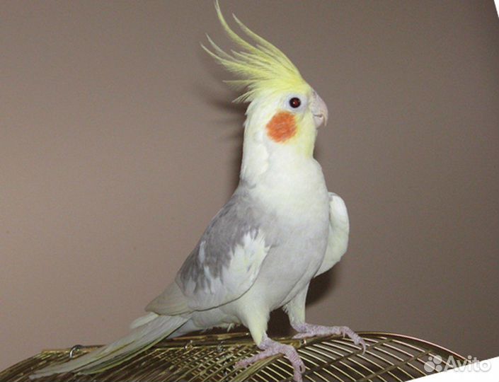 Большое поступление попугаев