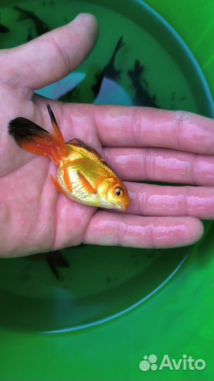 Золотые рыбки