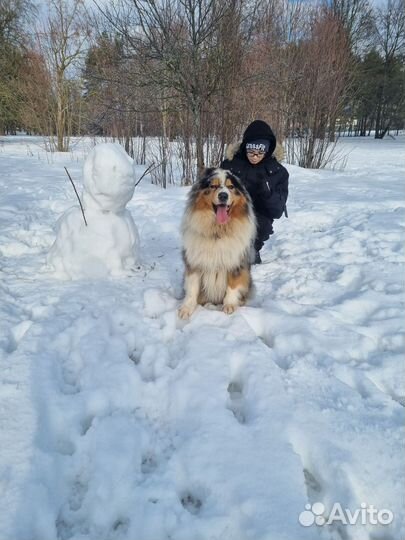 Аусси мальчики