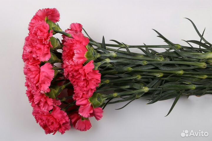 Гвоздика Оптом и в Розницу