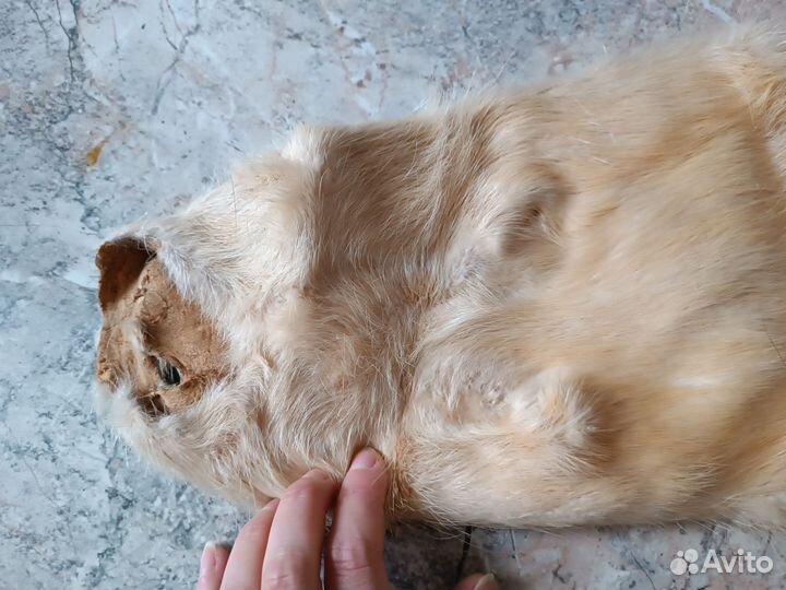 Андатра цельная