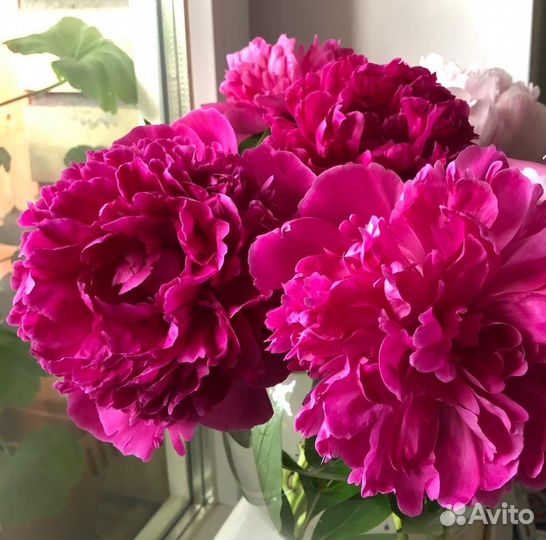 Пионы саженцы цветы