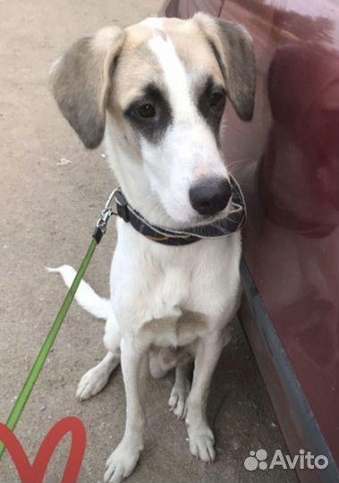 Собака в добрые руки