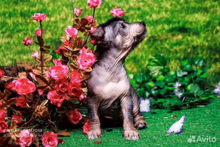 Ксоло-щенок