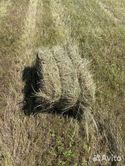 Сено луговое