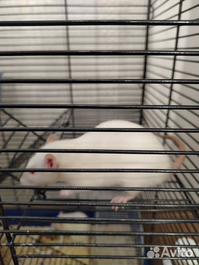 Крысы отдам бесплатно