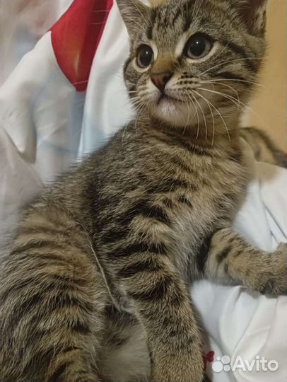 Шотландская кошка