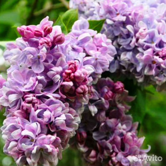 Сирени в Новосибирске