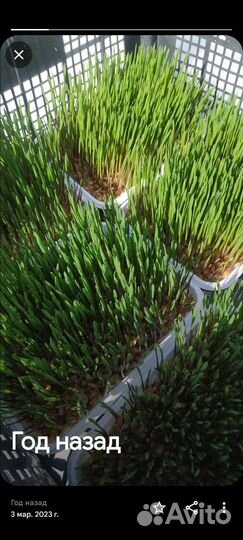 Трава для кошек