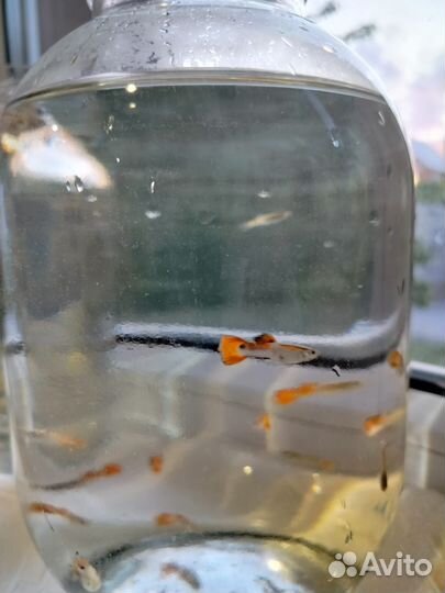 Рыбки гуппи