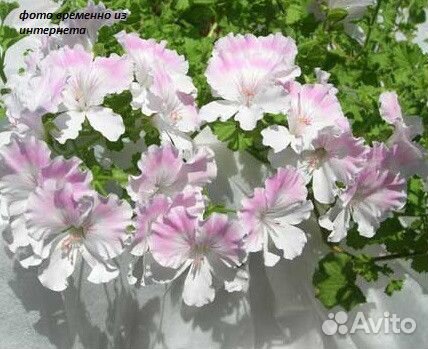 Пеларгонии Ангелы