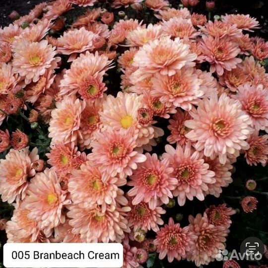 Рассада хризантемы мультифлора