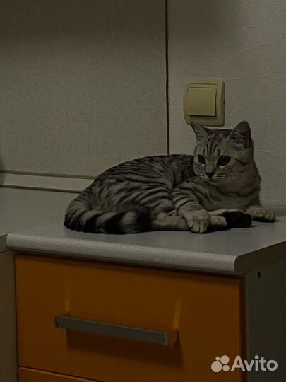 Шатланская кошка