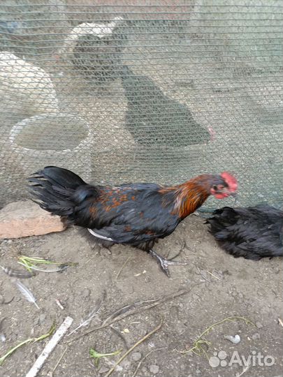 Молодые петухи