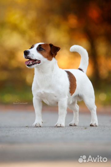 Мини кобель. Вязка. Щенки