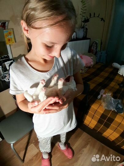 Самоедская лайка щенки