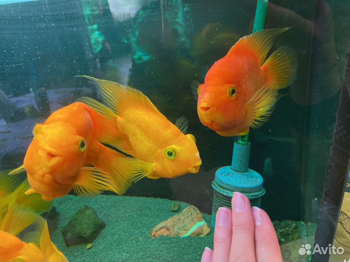 Рыба попугай