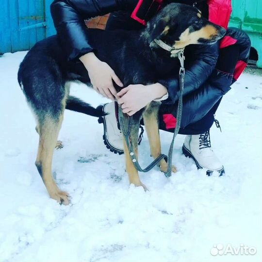 Собака Милочка