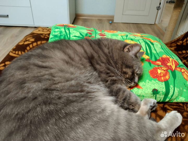 Передержка кошек