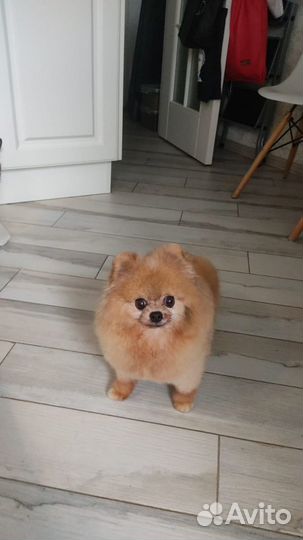 Передержка собак