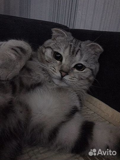 Шотландский вислоухий кот на вязку