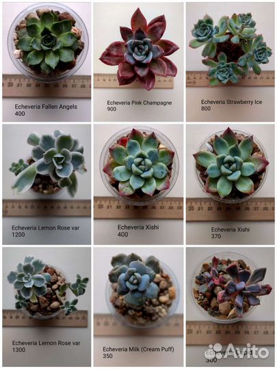 Суккуленты 1/6