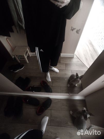 Штаны adidas как у джузо