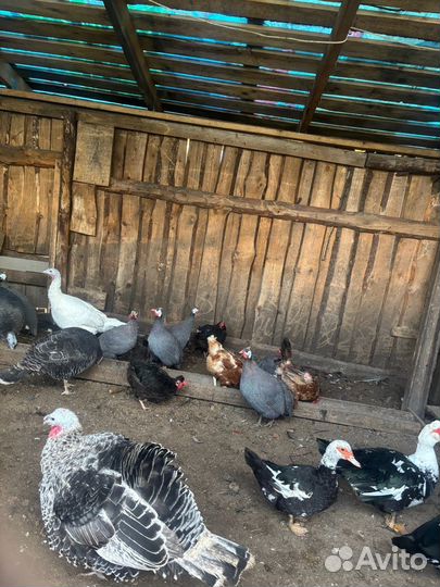 Продам пернатых)